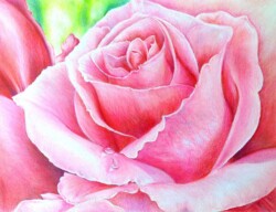 8 x 10 Prismacolor ~
Print $75