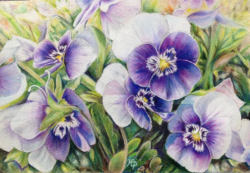 5 x 7 prismacolor ~
Print $75