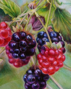 7.5 x 10 Prismacolor ~
Print $75