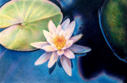 6 x 8 Prismacolor ~
Print $75