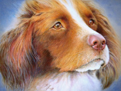 10 x 12 Polychromos on sanded paper ~
Original framed $250
Print $85